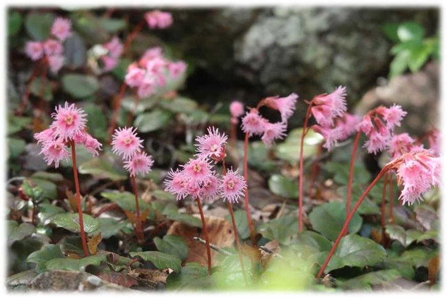 ２０２６年２月の山行